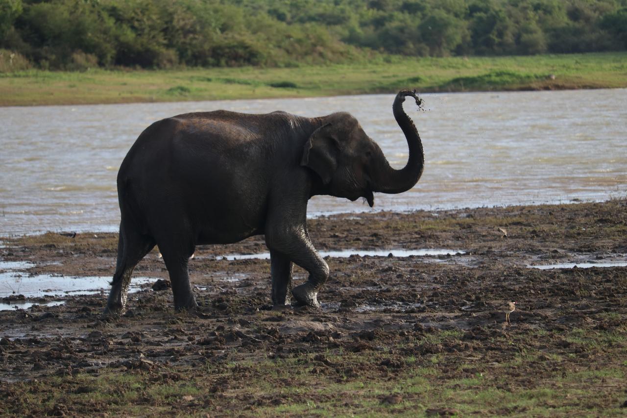 Elefant im Wilpattu-Nationalpark, Sri Lanka